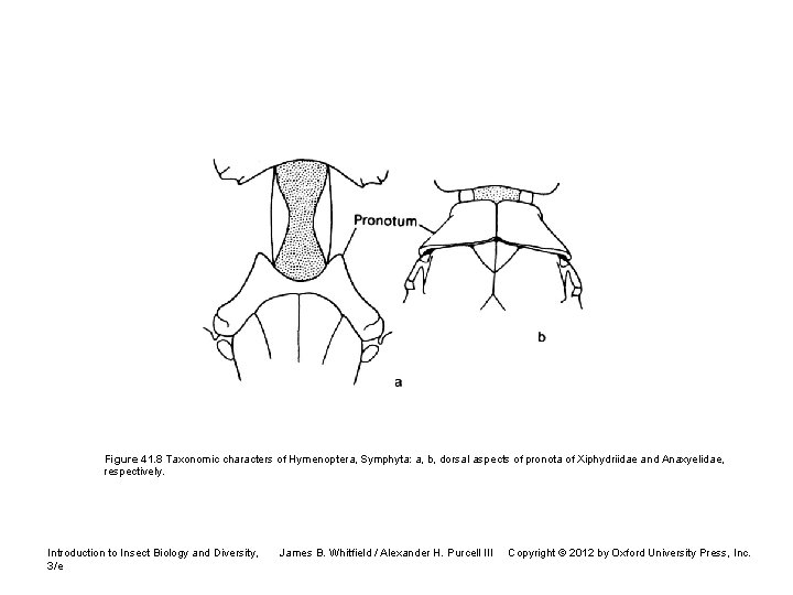 Figure 41. 8 Taxonomic characters of Hymenoptera, Symphyta: a, b, dorsal aspects of pronota