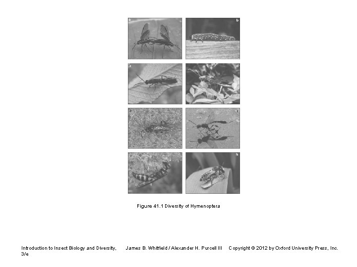 Figure 41. 1 Diversity of Hymenoptera Introduction to Insect Biology and Diversity, 3/e James