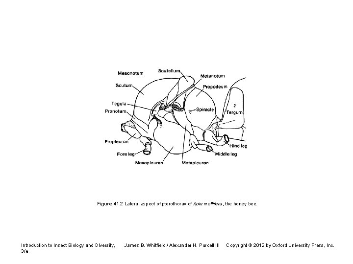 Figure 41. 2 Lateral aspect of pterothorax of Apis mellifera, the honey bee. Introduction