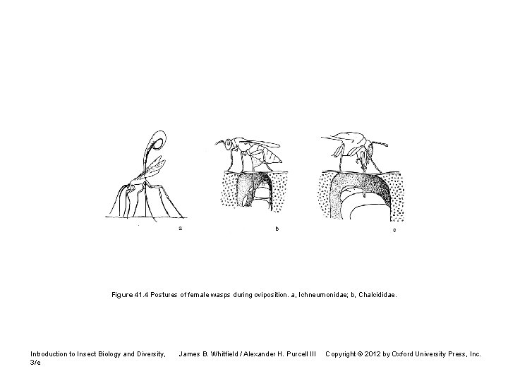 Figure 41. 4 Postures of female wasps during oviposition. a, Ichneumonidae; b, Chalcididae. Introduction