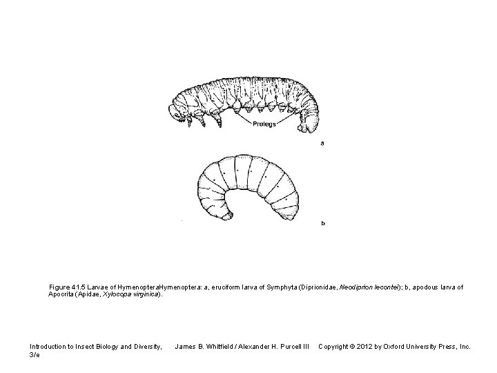 Figure 41. 5 Larvae of Hymenoptera: a, eruciform larva of Symphyta (Diprionidae, Neodiprion lecontei);