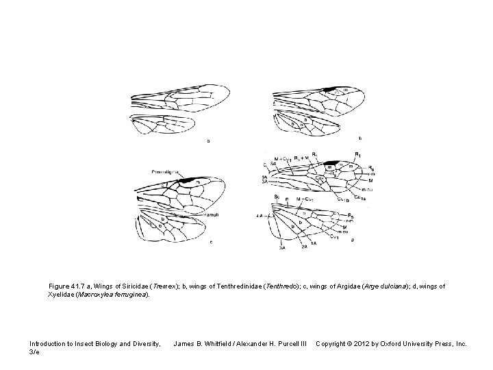Figure 41. 7 a, Wings of Siricidae (Tremex); b, wings of Tenthredinidae (Tenthredo); c,