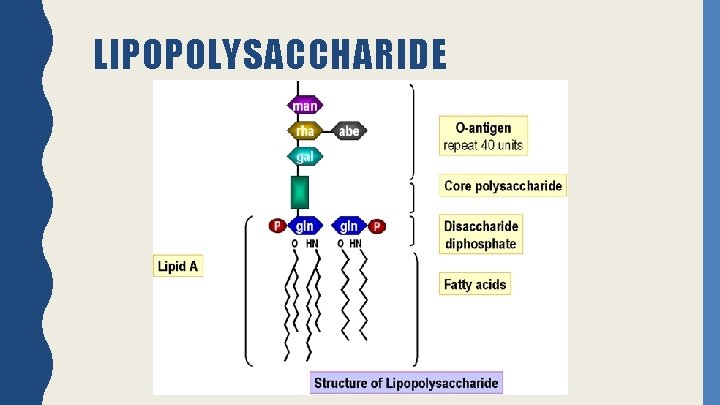 LIPOPOLYSACCHARIDE 