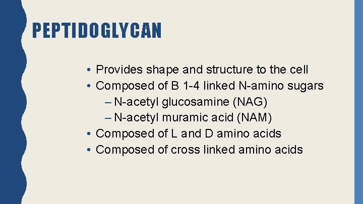 PEPTIDOGLYCAN • Provides shape and structure to the cell • Composed of B 1