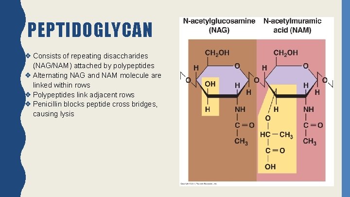PEPTIDOGLYCAN ❖ Consists of repeating disaccharides (NAG/NAM) attached by polypeptides ❖ Alternating NAG and