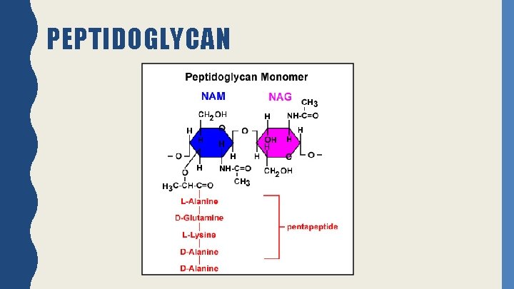 PEPTIDOGLYCAN 