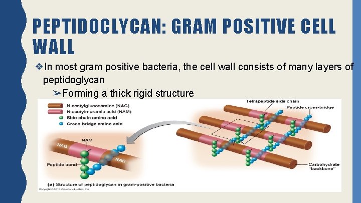 PEPTIDOCLYCAN: GRAM POSITIVE CELL WALL ❖In most gram positive bacteria, the cell wall consists