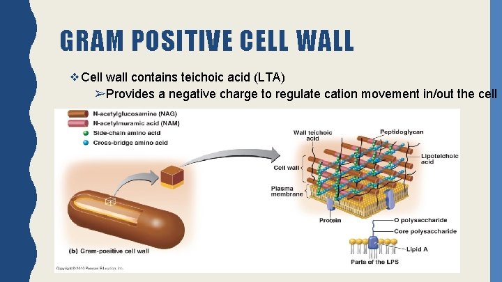 GRAM POSITIVE CELL WALL ❖Cell wall contains teichoic acid (LTA) ➢Provides a negative charge