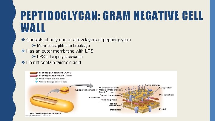 PEPTIDOGLYCAN: GRAM NEGATIVE CELL WALL ❖ Consists of only one or a few layers