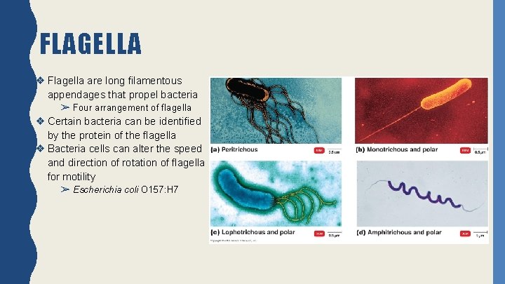 FLAGELLA ❖ Flagella are long filamentous appendages that propel bacteria ➢ Four arrangement of