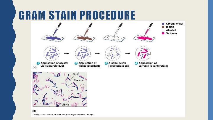 GRAM STAIN PROCEDURE 