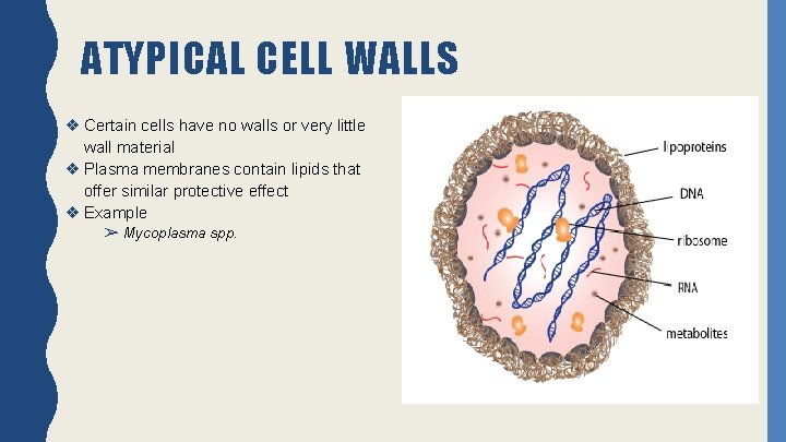 ATYPICAL CELL WALLS ❖ Certain cells have no walls or very little wall material
