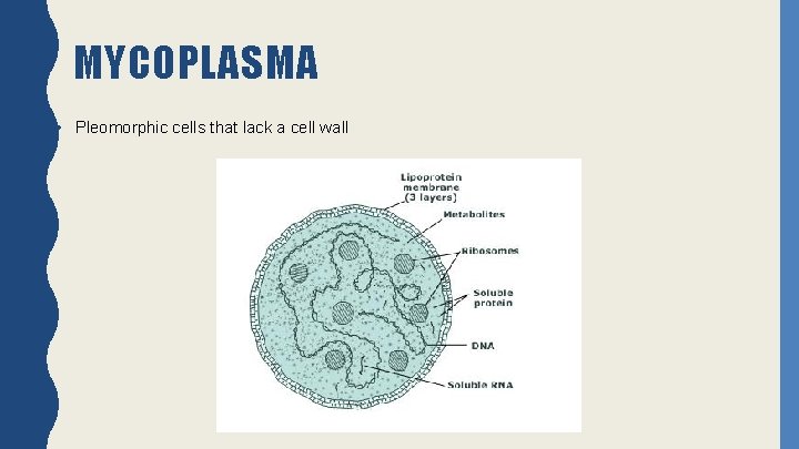 MYCOPLASMA • Pleomorphic cells that lack a cell wall 