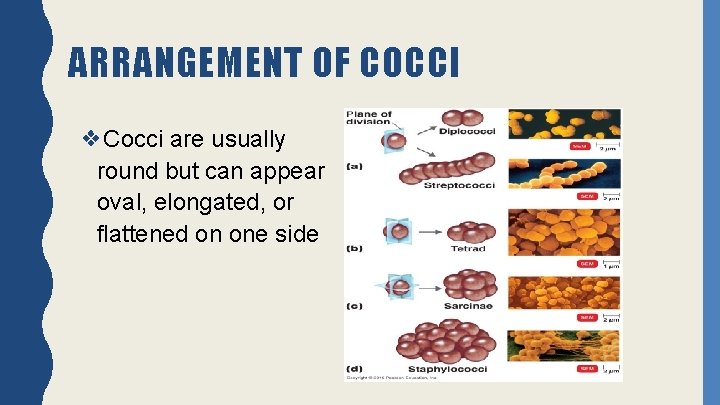 ARRANGEMENT OF COCCI ❖Cocci are usually round but can appear oval, elongated, or flattened