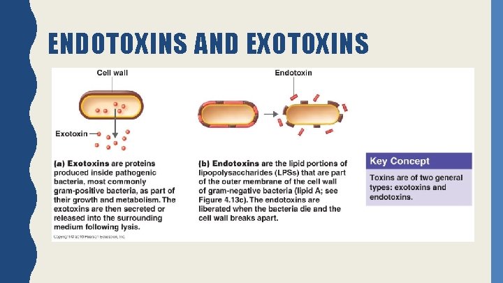 ENDOTOXINS AND EXOTOXINS 
