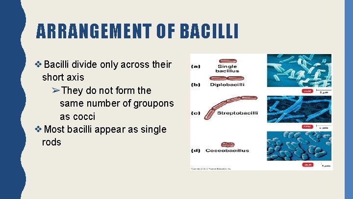 ARRANGEMENT OF BACILLI ❖Bacilli divide only across their short axis ➢They do not form