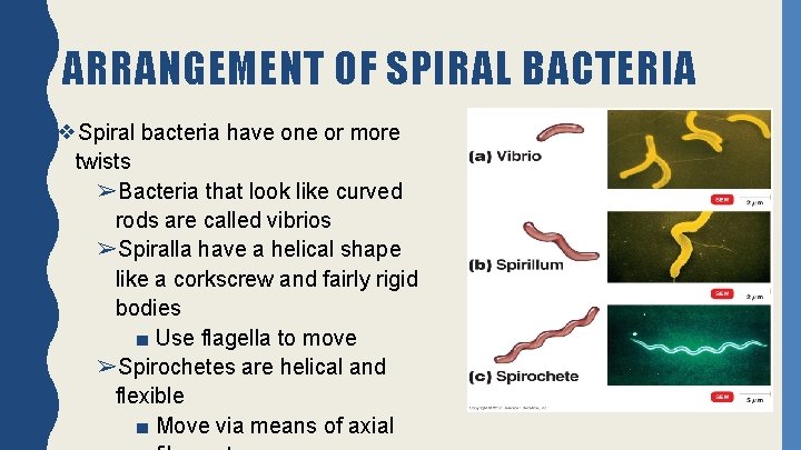 ARRANGEMENT OF SPIRAL BACTERIA ❖Spiral bacteria have one or more twists ➢Bacteria that look