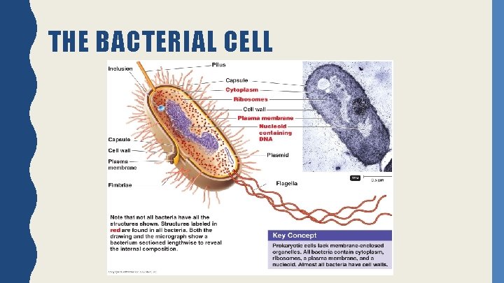THE BACTERIAL CELL 