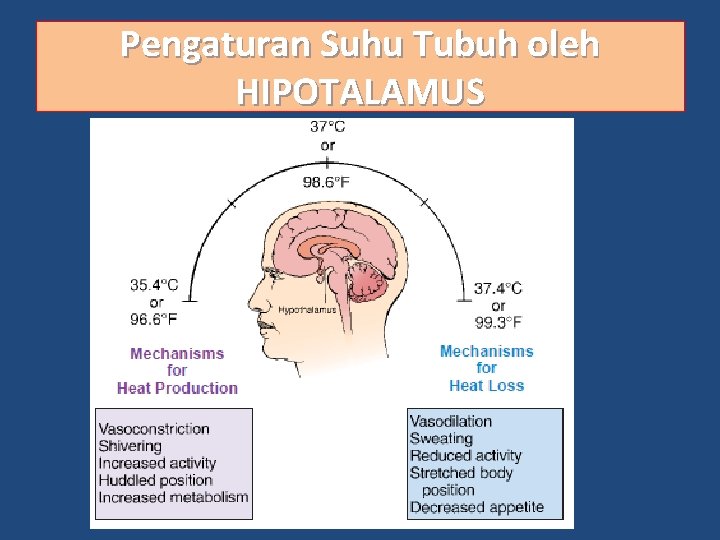 Pengaturan Suhu Tubuh oleh HIPOTALAMUS 