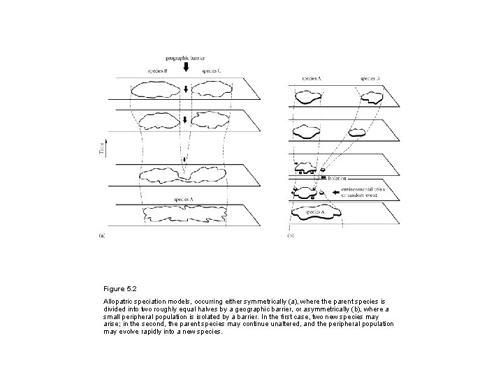 Figure 5. 2 Allopatric speciation models, occurring either symmetrically (a), where the parent species