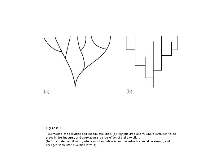 Figure 5. 3 Two models of speciation and lineage evolution. (a) Phyletic gradualism, where