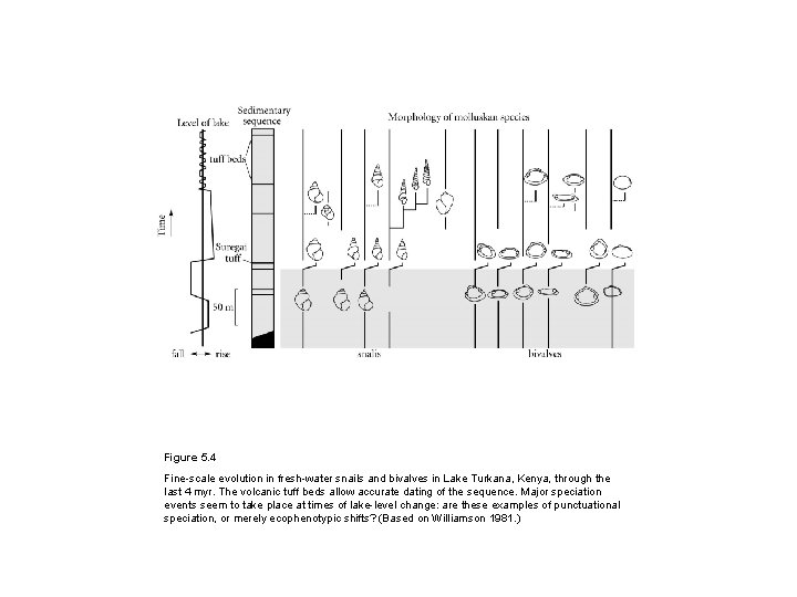 Figure 5. 4 Fine-scale evolution in fresh-water snails and bivalves in Lake Turkana, Kenya,