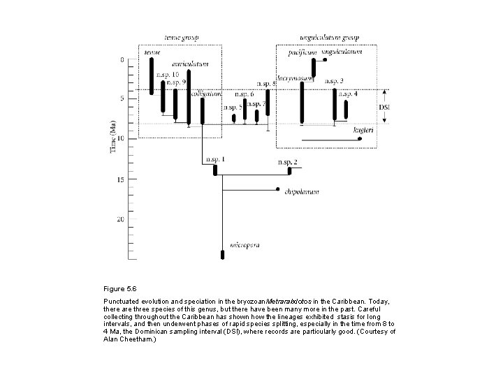 Figure 5. 6 Punctuated evolution and speciation in the bryozoan Metrarabdotos in the Caribbean.