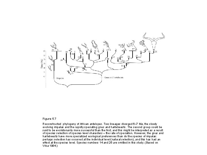 Figure 5. 7 Reconstructed phylogeny of African antelopes. Two lineages diverged 6– 7 Ma,