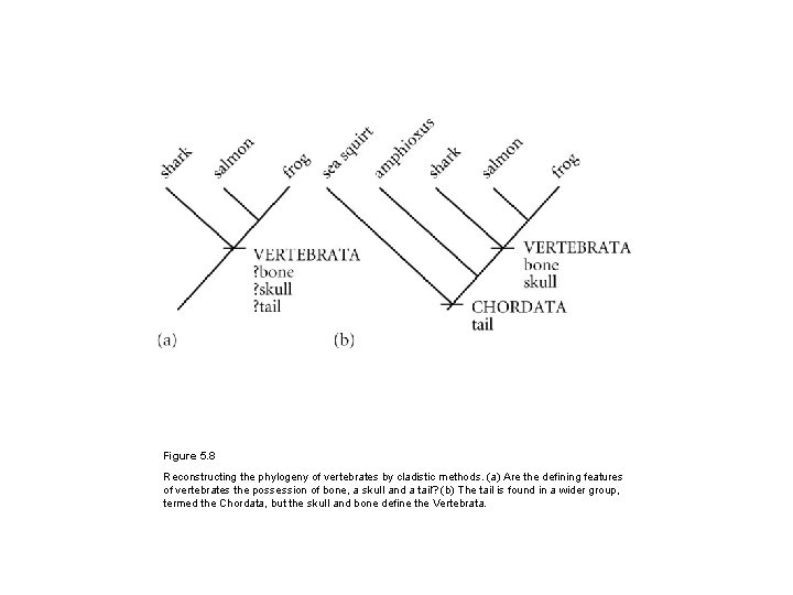 Figure 5. 8 Reconstructing the phylogeny of vertebrates by cladistic methods. (a) Are the