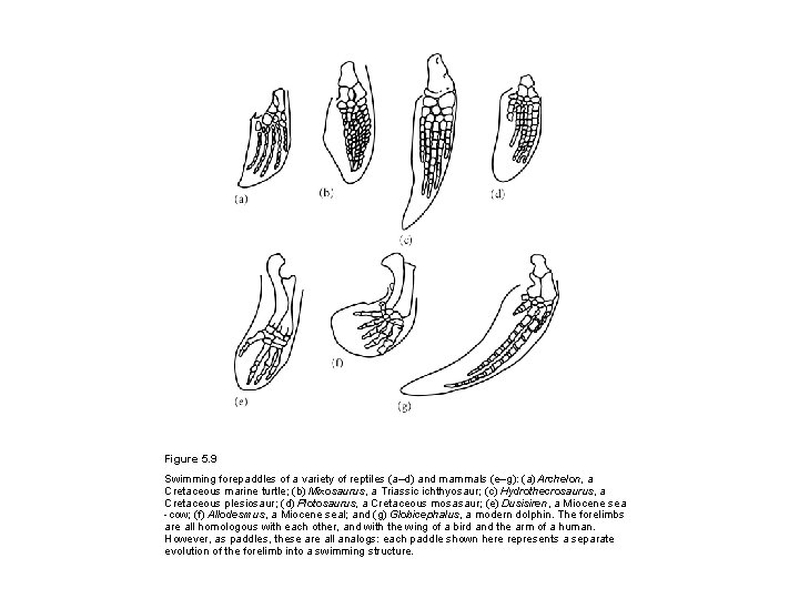 Figure 5. 9 Swimming forepaddles of a variety of reptiles (a–d) and mammals (e–g):