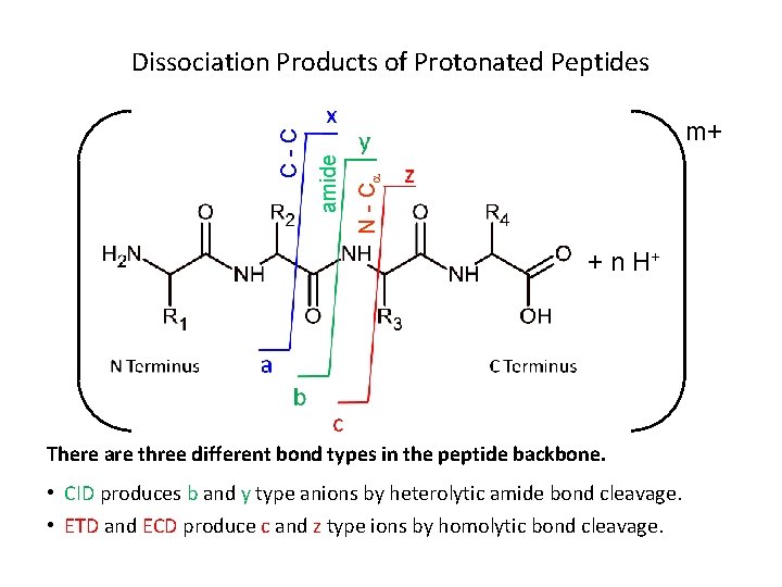  N - C m+ amide C - C Dissociation Products of Protonated Peptides