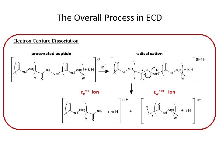 The Overall Process in ECD Electron Capture Dissociation protonated peptide radical cation cvm+ ion