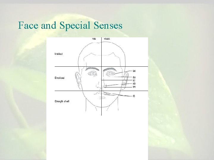 Face and Special Senses Face and Special Senses