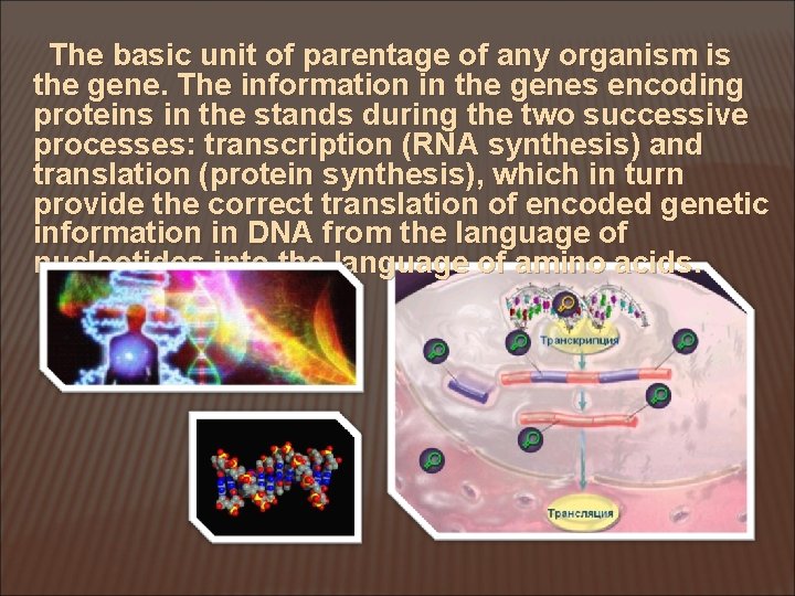 The basic unit of parentage of any organism is the gene. The information in