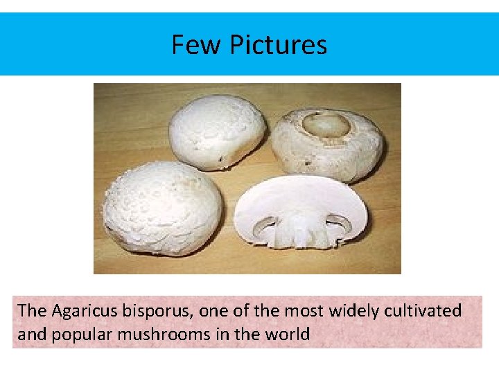 Few Pictures The Agaricus bisporus, one of the most widely cultivated and popular mushrooms