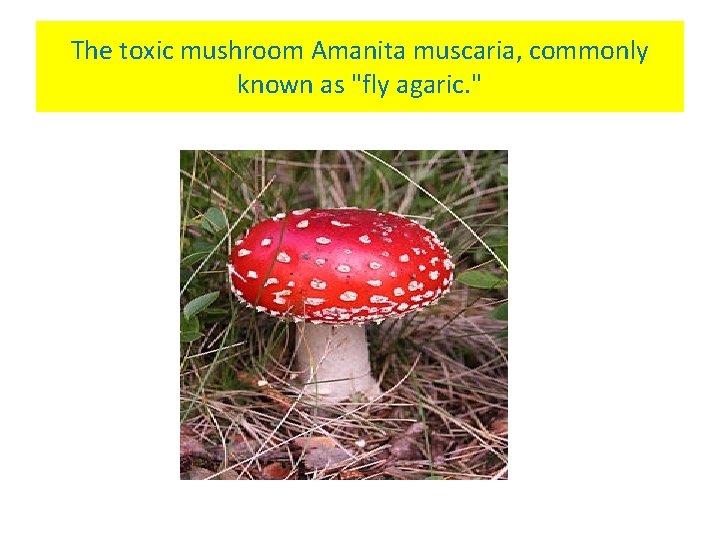 The toxic mushroom Amanita muscaria, commonly known as "fly agaric. " 