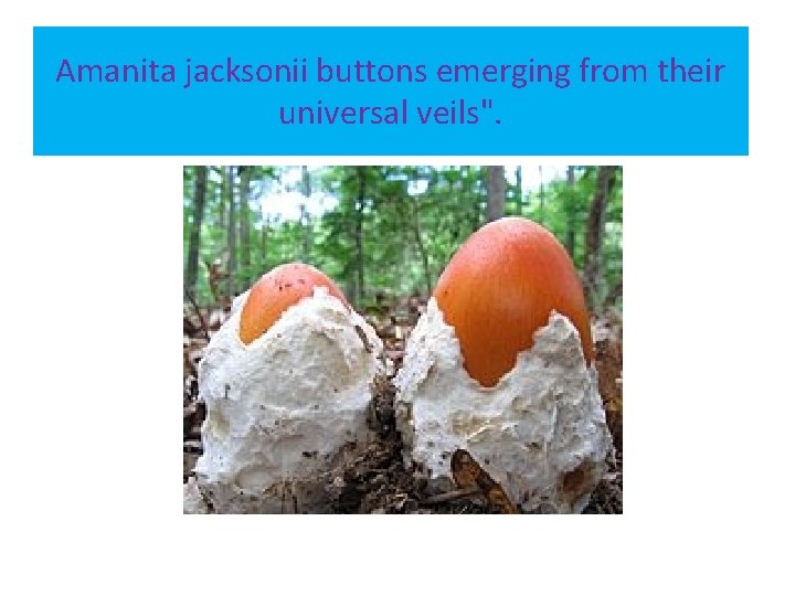Amanita jacksonii buttons emerging from their universal veils". 