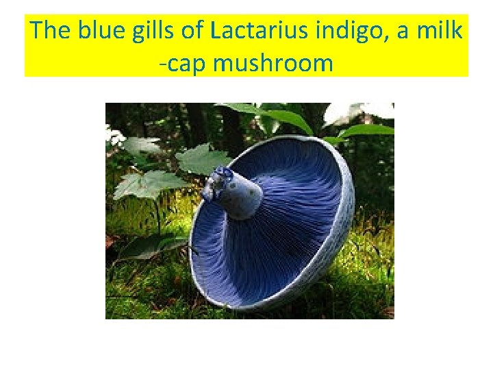 The blue gills of Lactarius indigo, a milk -cap mushroom 