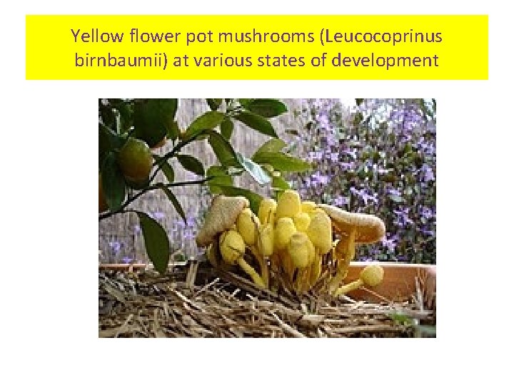 Yellow flower pot mushrooms (Leucocoprinus birnbaumii) at various states of development 