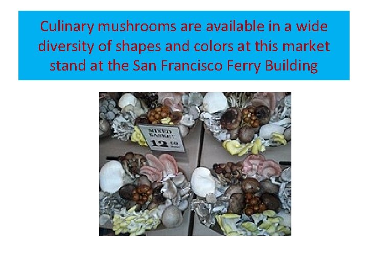 Culinary mushrooms are available in a wide diversity of shapes and colors at this