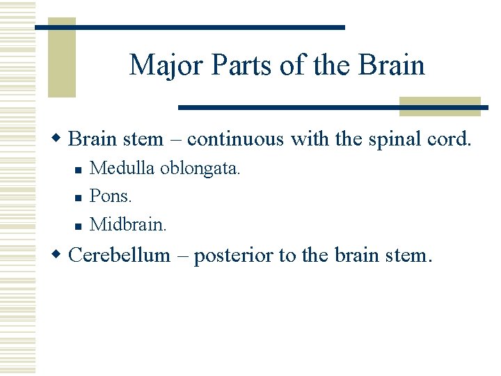 Major Parts of the Brain w Brain stem – continuous with the spinal cord.