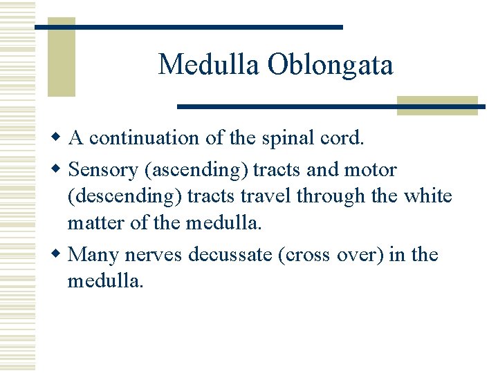 Medulla Oblongata w A continuation of the spinal cord. w Sensory (ascending) tracts and