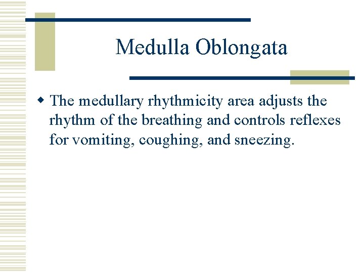 Medulla Oblongata w The medullary rhythmicity area adjusts the rhythm of the breathing and