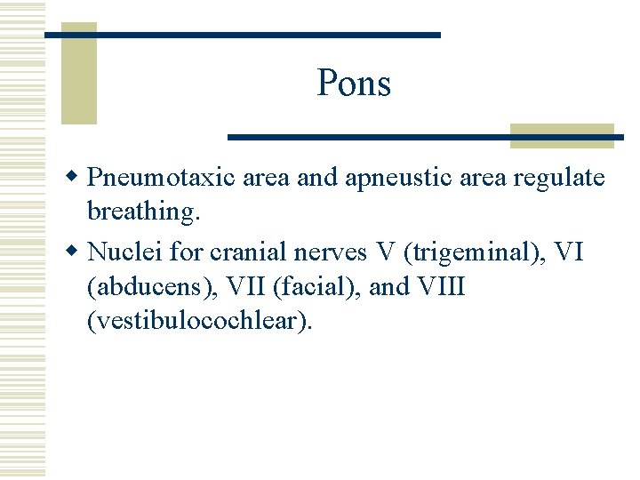 Pons w Pneumotaxic area and apneustic area regulate breathing. w Nuclei for cranial nerves