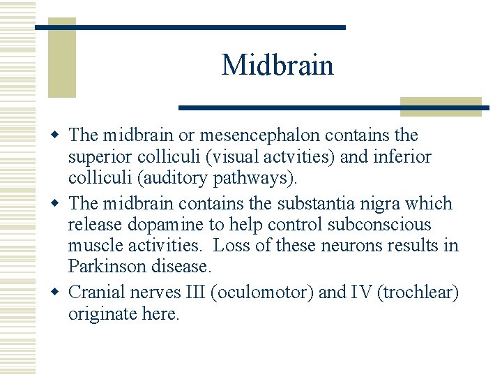 Midbrain w The midbrain or mesencephalon contains the superior colliculi (visual actvities) and inferior