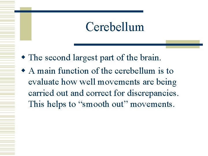 Cerebellum w The second largest part of the brain. w A main function of