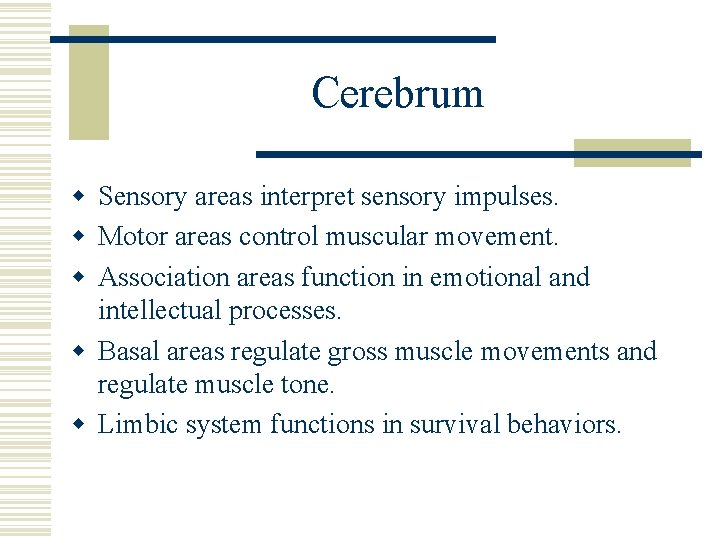 Cerebrum w Sensory areas interpret sensory impulses. w Motor areas control muscular movement. w