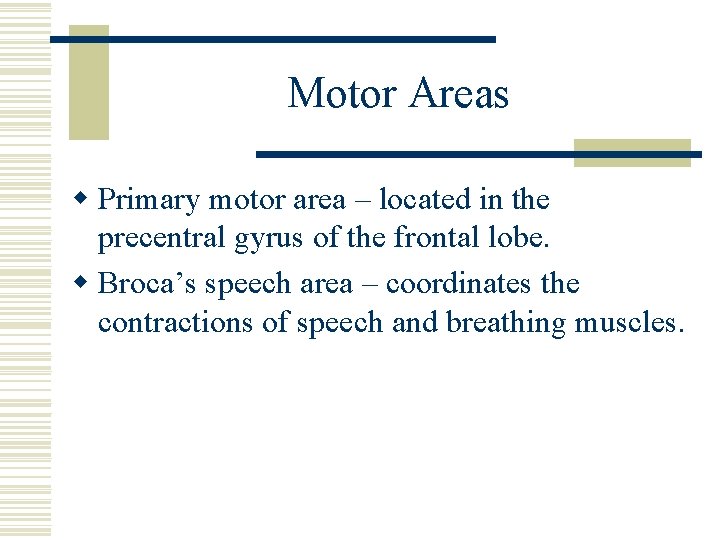 Motor Areas w Primary motor area – located in the precentral gyrus of the