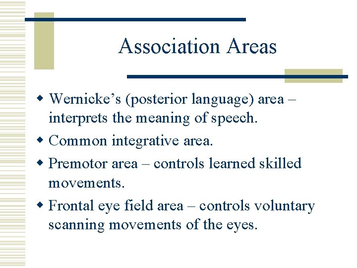 Association Areas w Wernicke’s (posterior language) area – interprets the meaning of speech. w