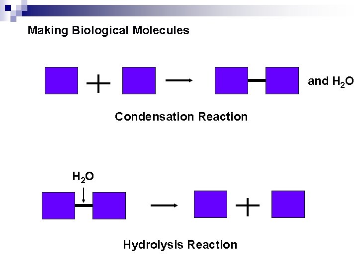 Making Biological Molecules and H 2 O Condensation Reaction H 2 O Hydrolysis Reaction